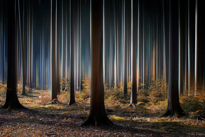 poster-print-mystic-wood