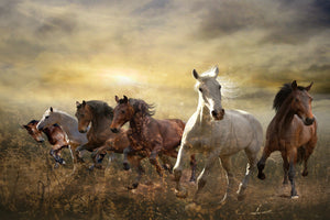 canvas-print-wild-wild-horses