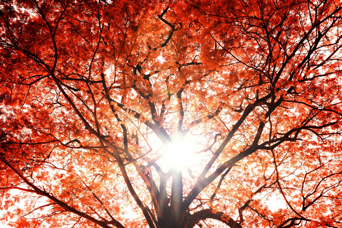 framedposter-print-light-of-autumn
