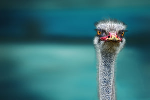 acrylic-print-blue-meets-ostrich
