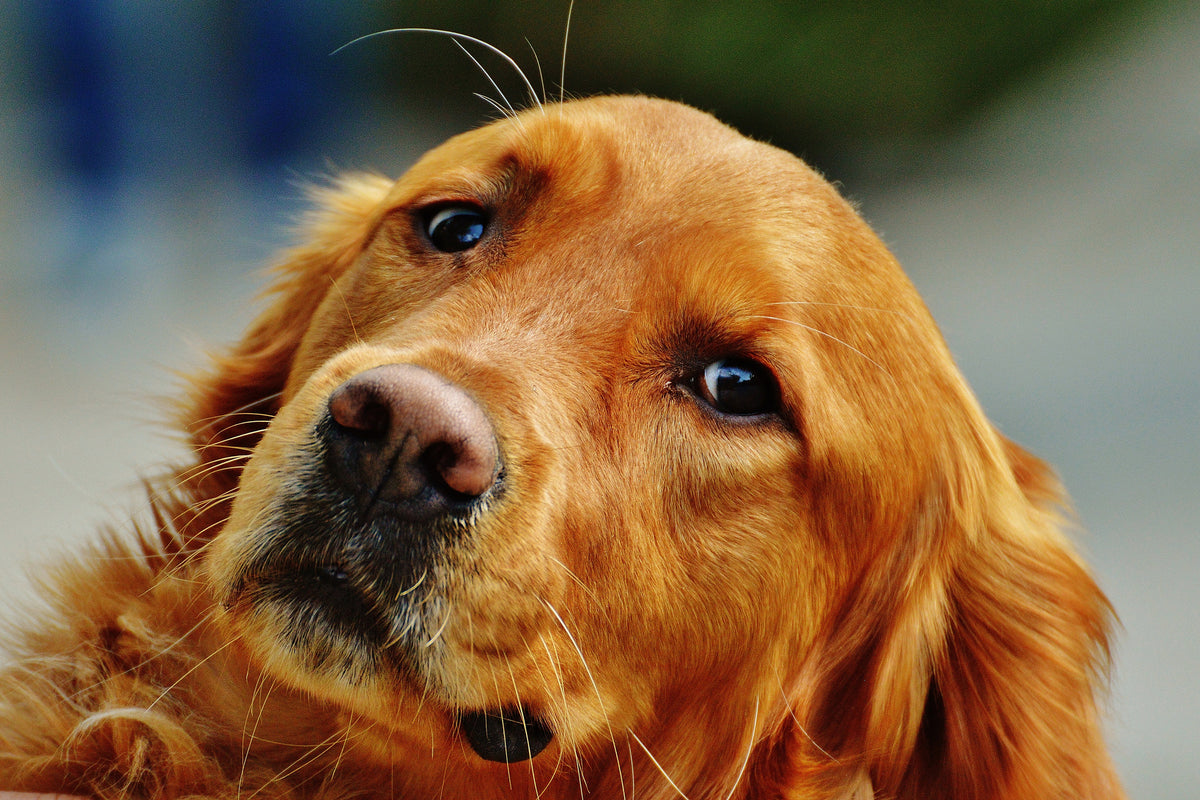 aluminium-print-faithful-irish-setter