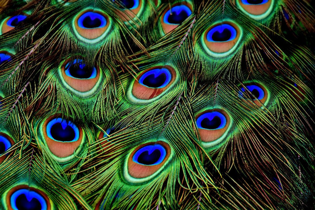 canvas-print-peacock-feathers-xxl