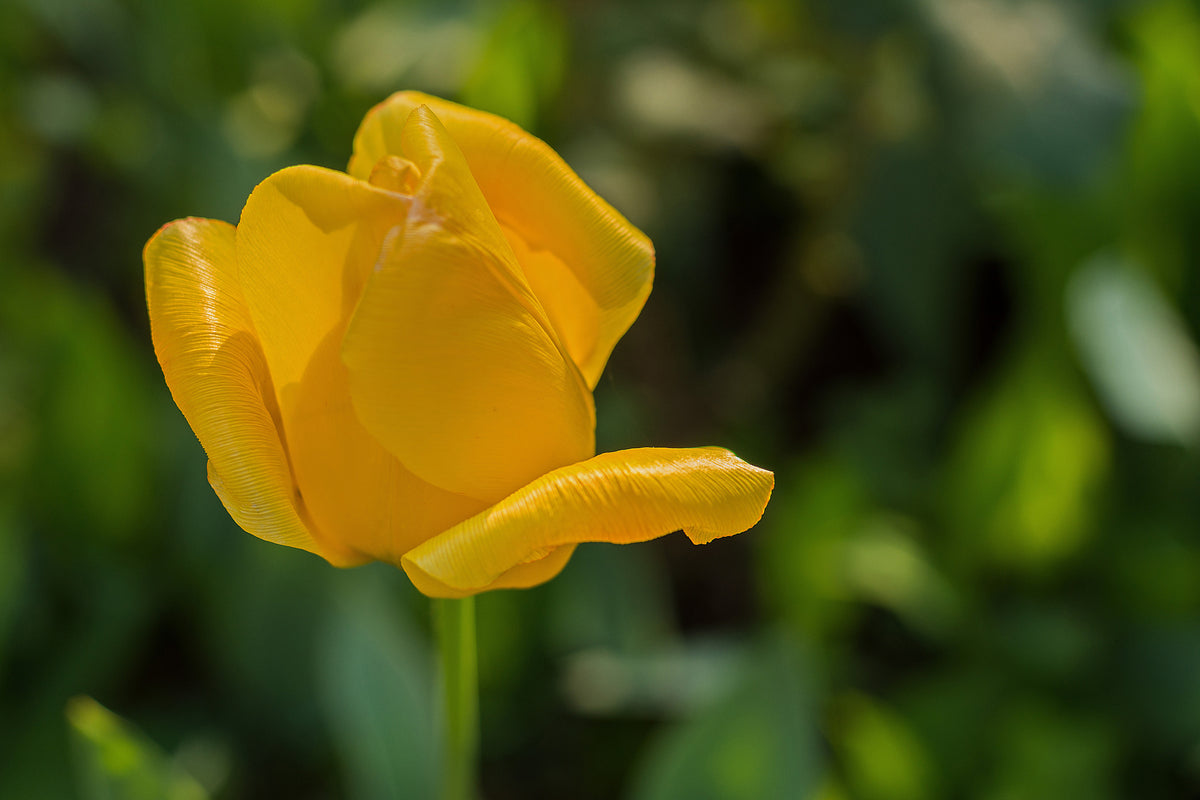 aluminium-print-yellow-tulip-xl