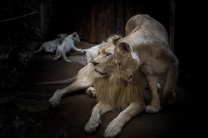 aluminium-print-the-lion-couple