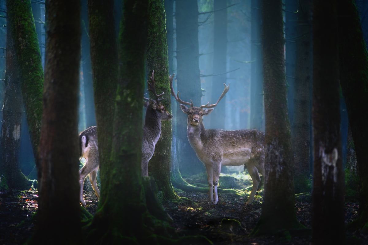 framedcanvas-print-deers