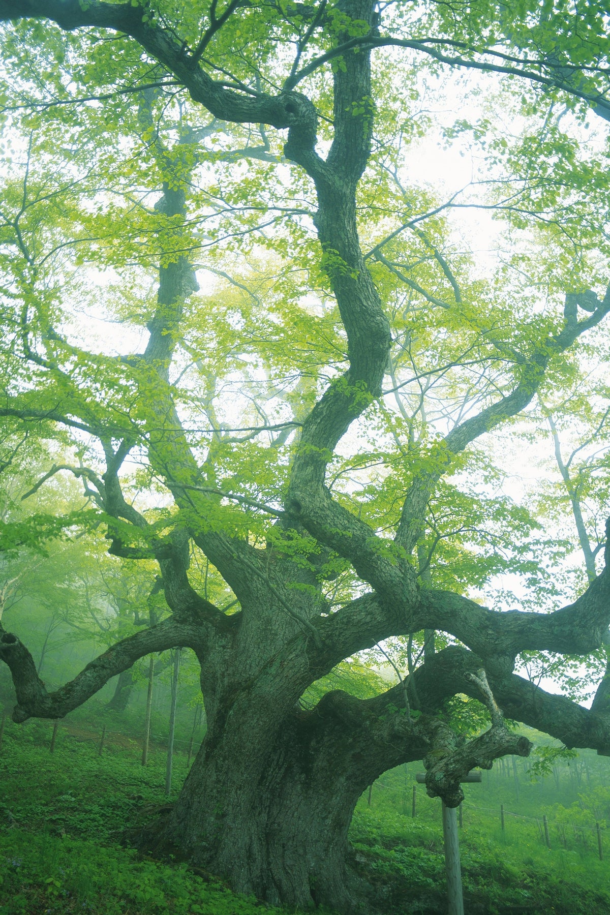 poster-print-the-old-tree