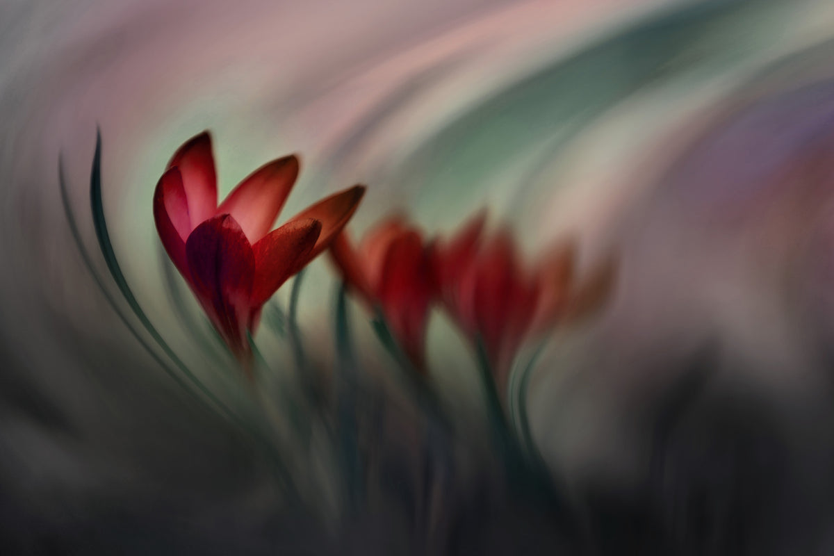 framedcanvas-print-krokus