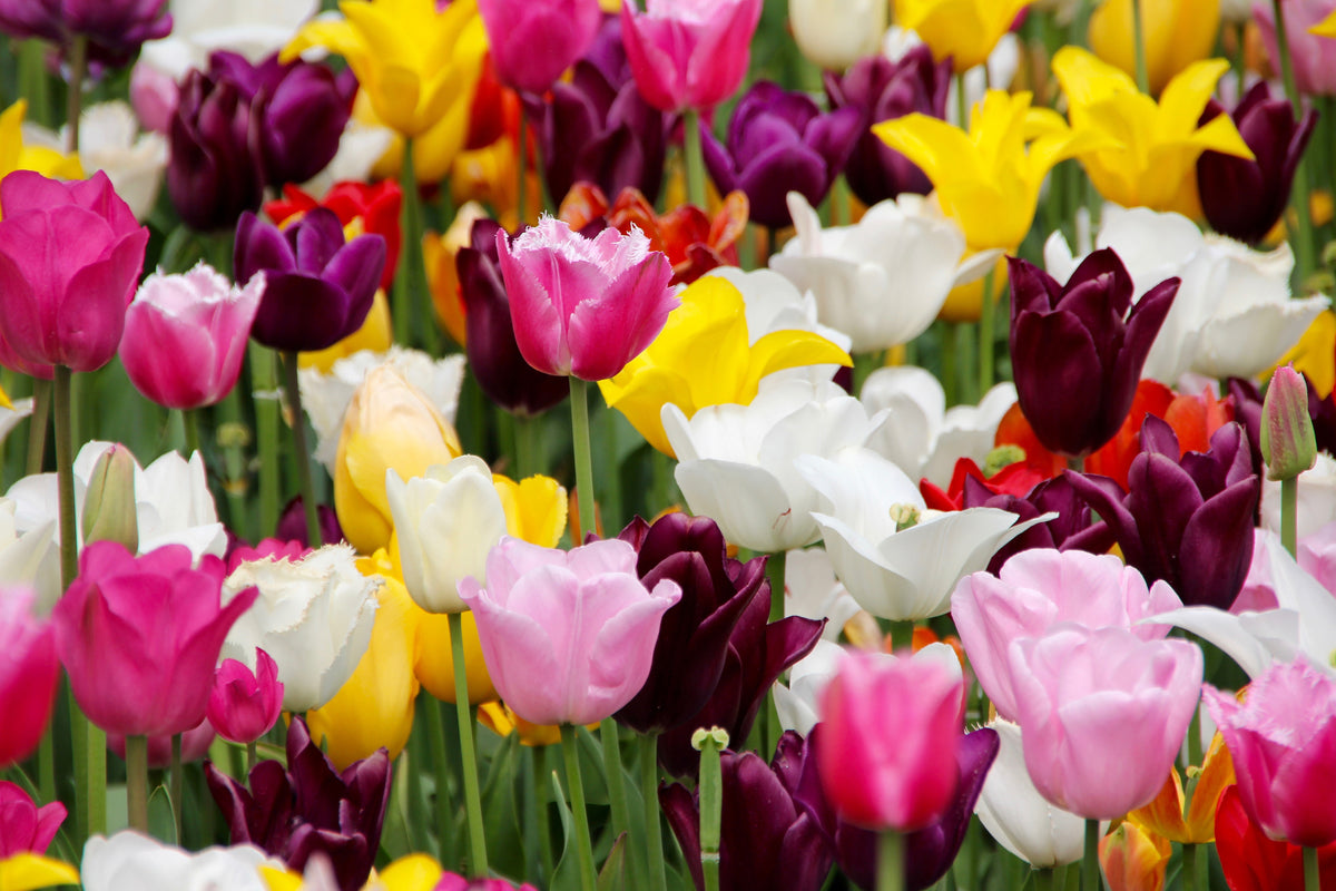 modern-3-piece-aluminium-print-colorful-tulip-field