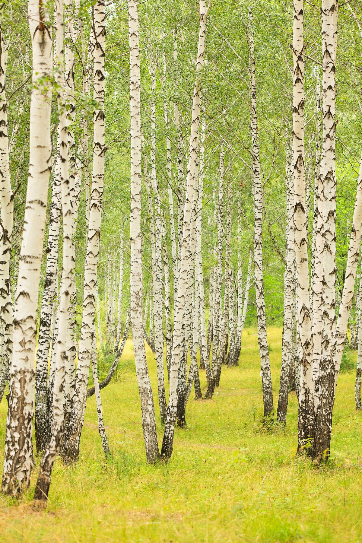 canvas-print-the-birch-forest-in-late-summer