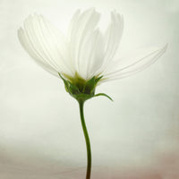 9-piece-canvas-print-white-cosmos