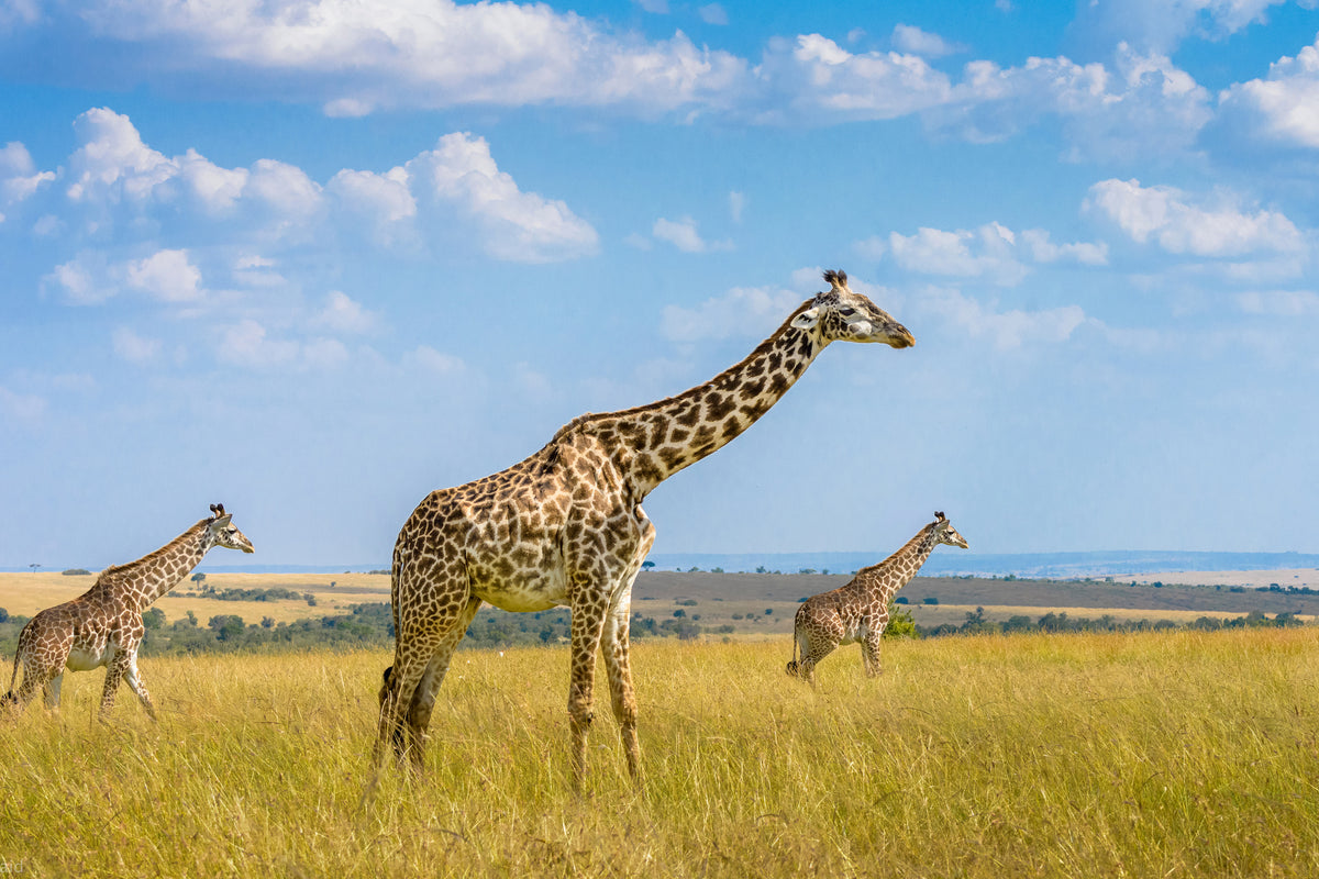 canvas-print-trio-giraffes-x