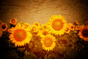 aluminium-print-retro-sunflower
