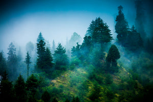 framedcanvas-print-mysterious-forest-ii