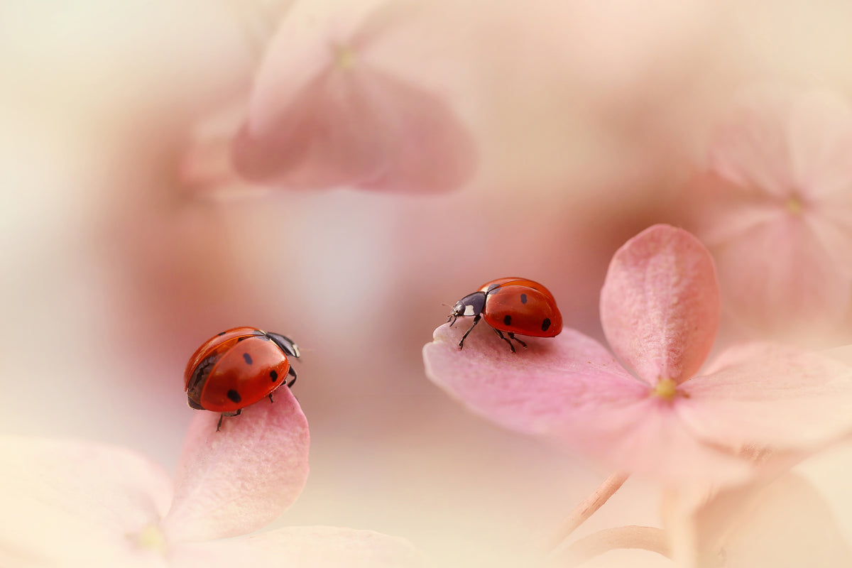 3-piece-aluminium-print-ladybirds-on-pink-hydrangea
