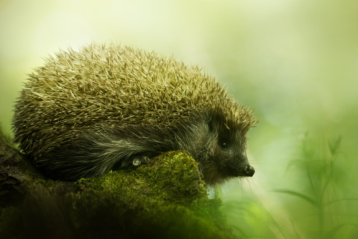 poster-print-hedgehog-x