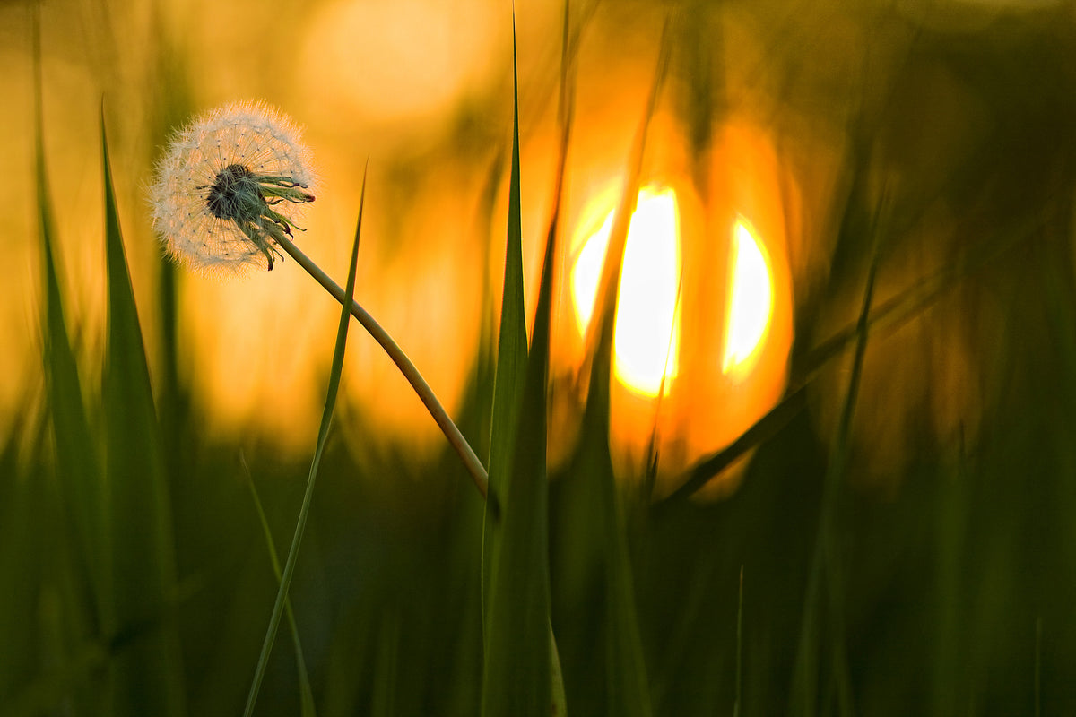 canvas-print-sunbathing