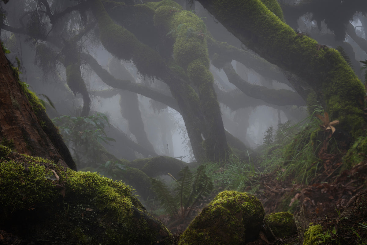 framedcanvas-print-harenna-forest-xlf
