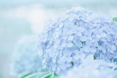 poster-print-the-hydrangea