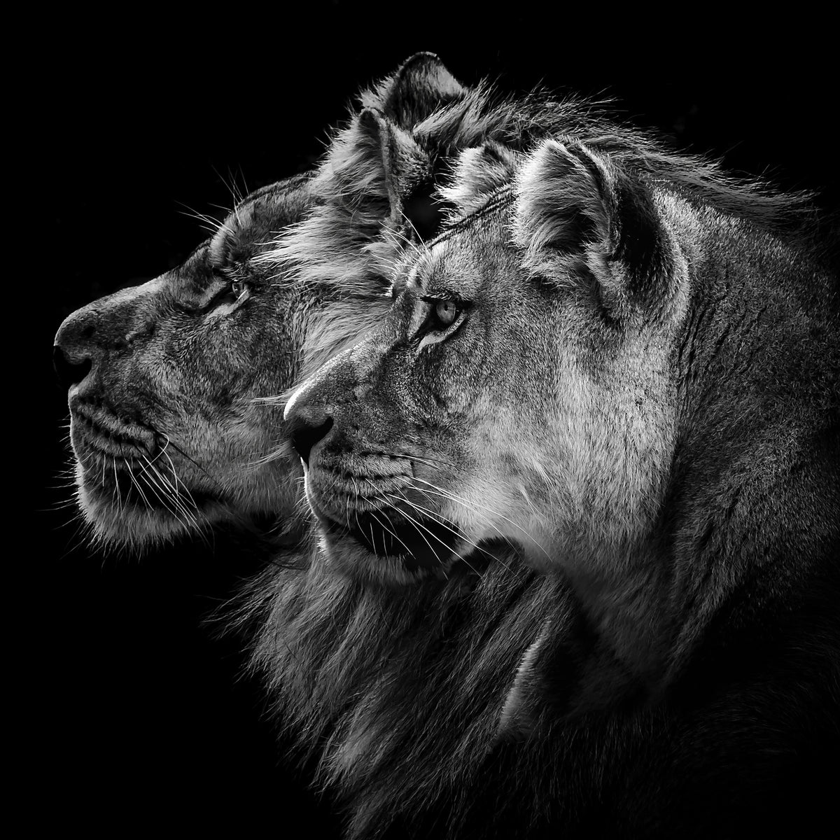 acrylic-print-lion-and-lioness-portrait