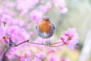 framedcanvas-print-spring-bird