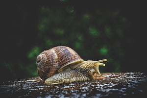 acrylic-print-snail-xxl
