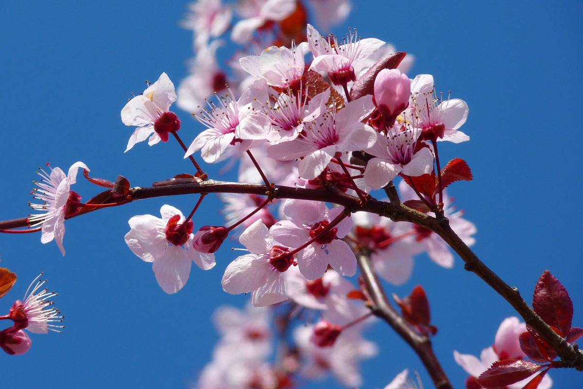 canvas-print-the-almond-blossom