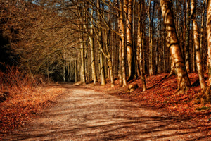 3-piece-canvas-print-nature-in-autumn