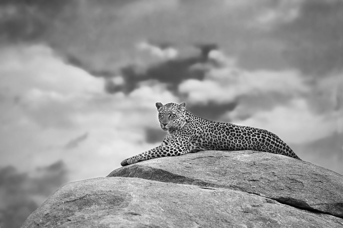 framedcanvas-print-leopard-on-a-kopje-x