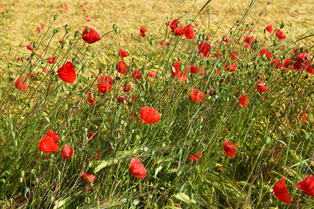 3-piece-aluminium-print-the-poppy-in-the-wind
