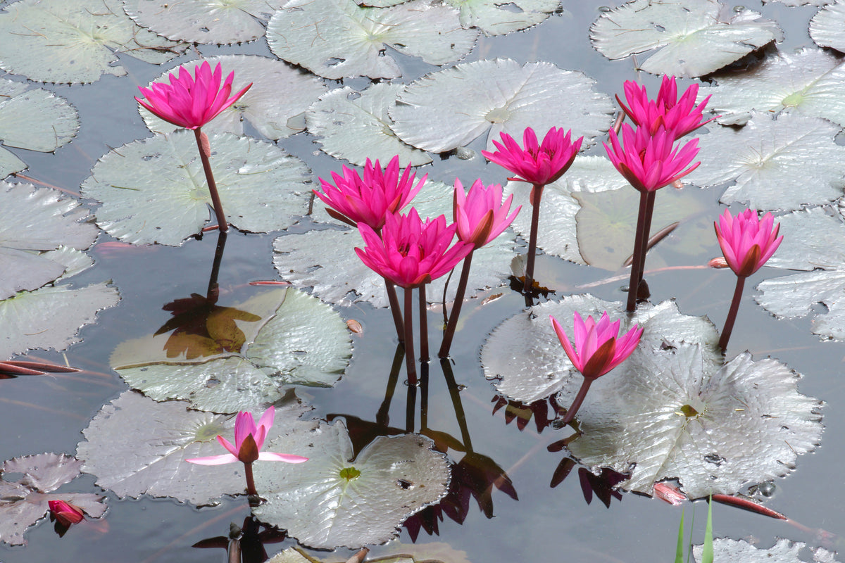 3-piece-canvas-print-jump-in-the-lily-pond