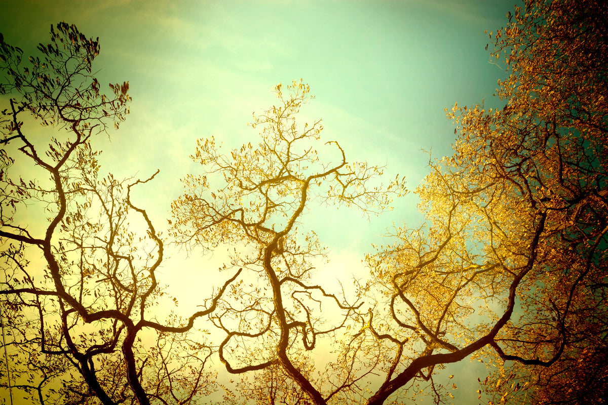 3-piece-acrylic-print-autumn-trees-ii