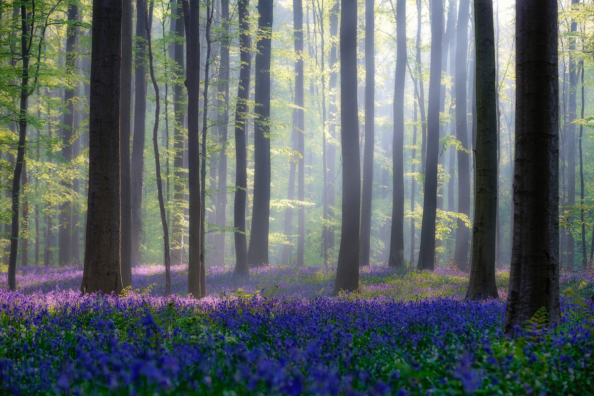 3-piece-aluminium-print-bluebells