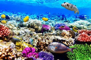 3-piece-aluminium-print-fish-aquarium