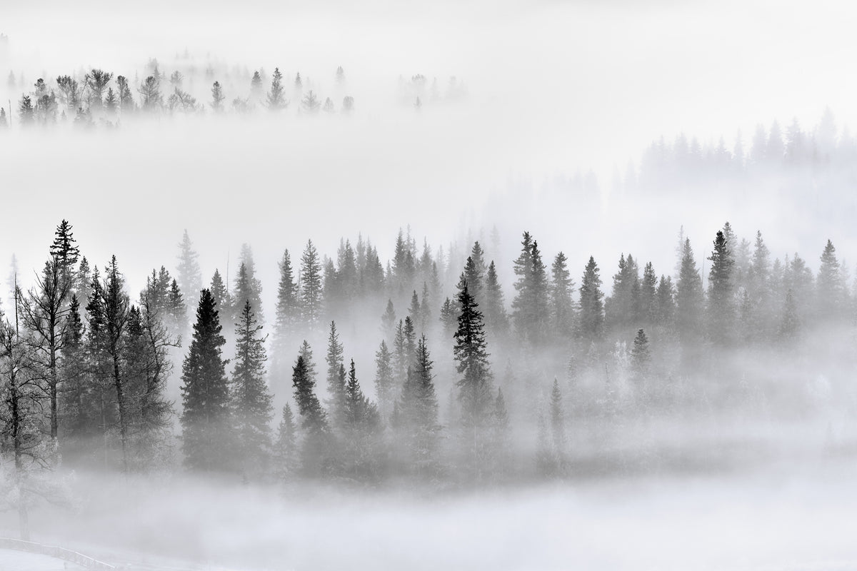 poster-print-foggy-forest