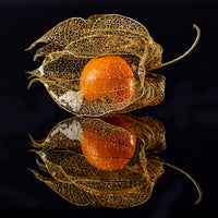 4-piece-aluminium-print-physalis