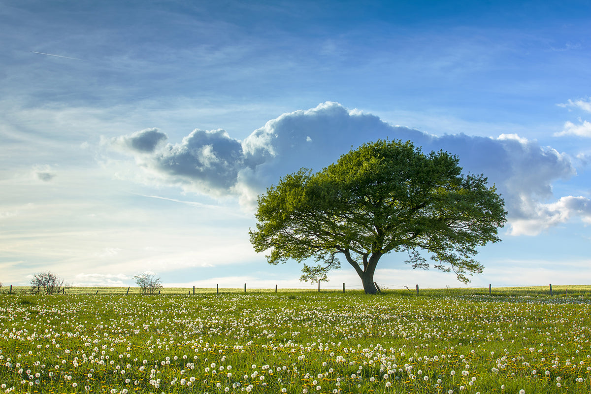 poster-print-spring-tree
