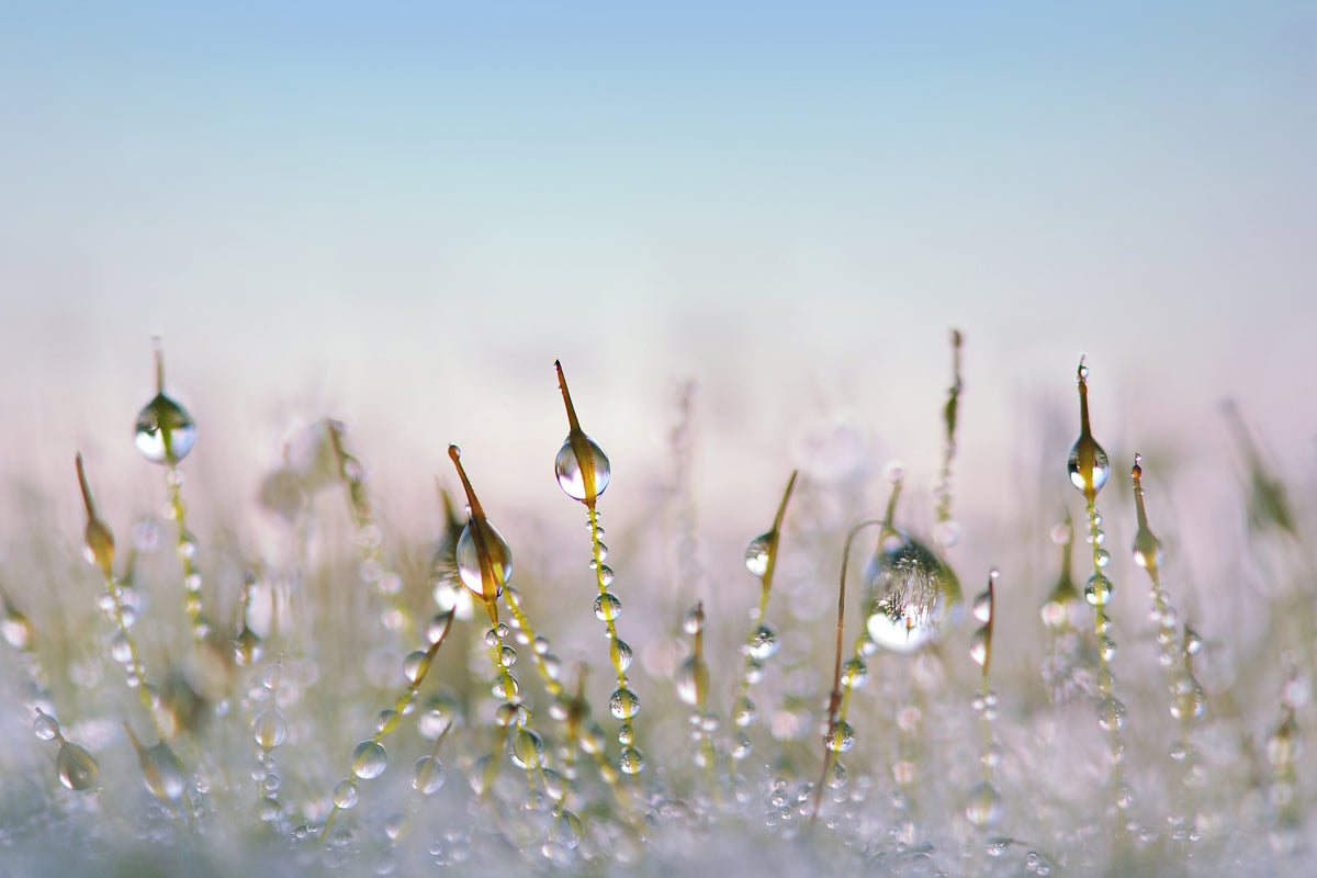 framedcanvas-print-the-dew-drops