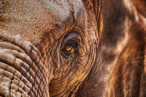 acrylic-print-the-look-of-the-elephant