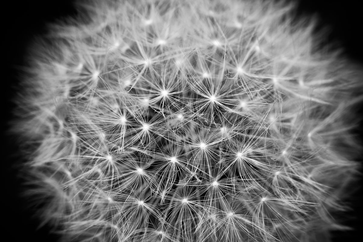 3-piece-aluminium-print-dandelion-in-xxl