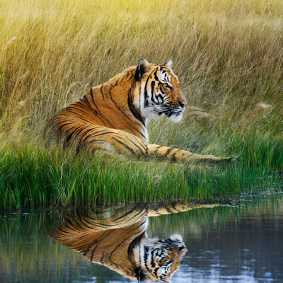 poster-print-the-tiger
