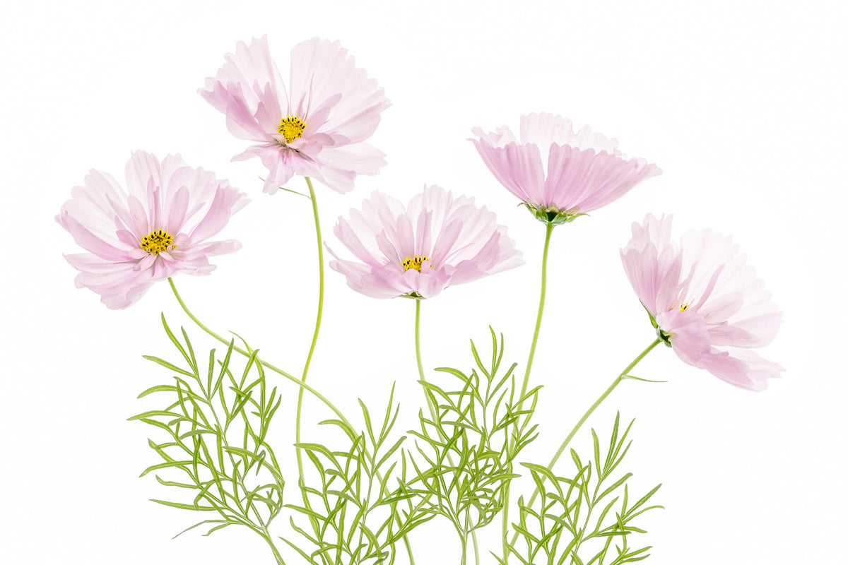 modern-3-piece-canvas-print-cosmos-cupcake
