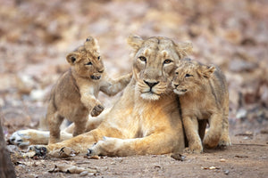 acrylic-print-asiatic-lioness-x