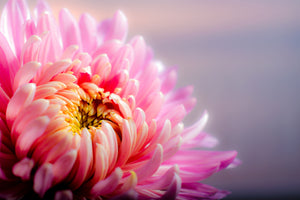 poster-print-macro-chrysanthemum