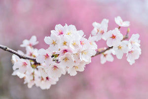 aluminium-print-cherry-blossoms-xxl