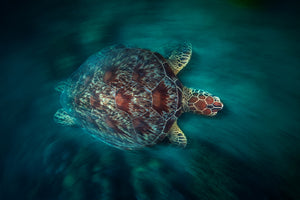 modern-3-piece-canvas-print-valocity-turtle