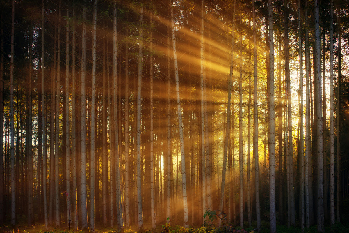 modern-3-piece-canvas-print-trees-in-sunbeams
