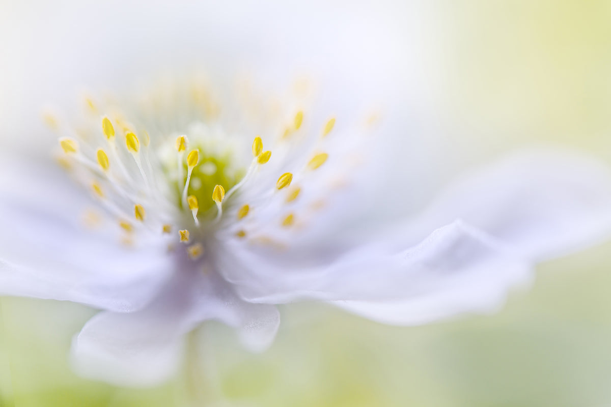 3-piece-canvas-print-anemone-beauty