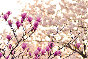 acrylic-print-beautiful-magnolia-xl