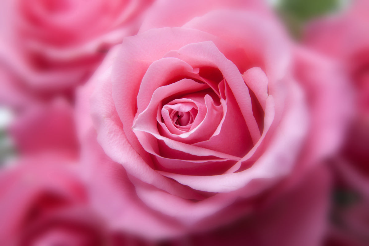 poster-print-roses-macro