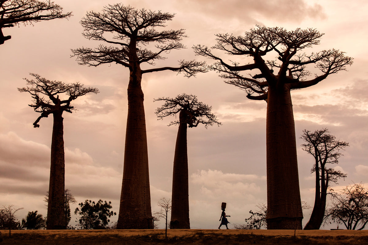 poster-print-madagascar-x